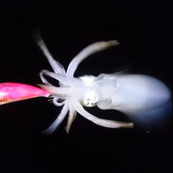 まだまだリリースサイズ！