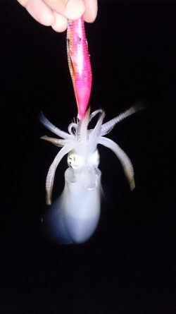 まだまだリリースサイズ！