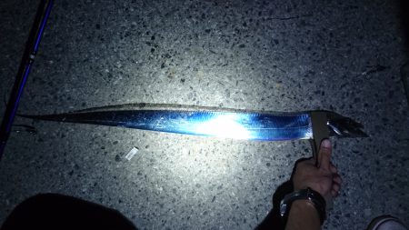 市内湾奥太刀魚狩り