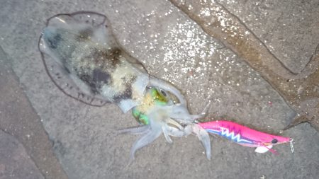 秋イカエギング