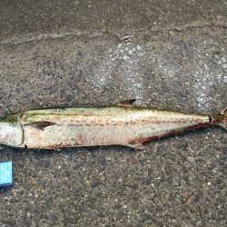 貝塚人口島でサワラ