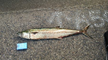 貝塚人口島でサワラ