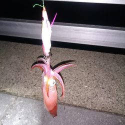 まだいけるケンサキイカ