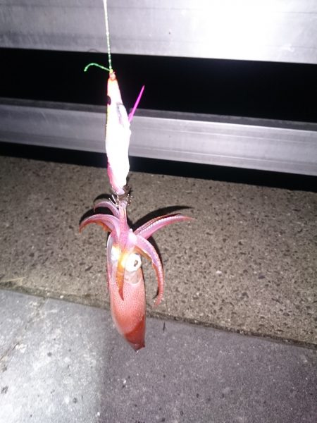 まだいけるケンサキイカ