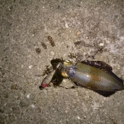 ケンサキイカとアオリイカ