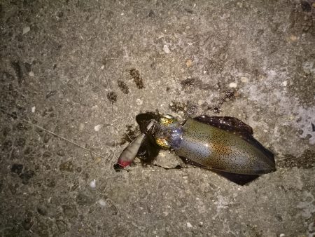 ケンサキイカとアオリイカ