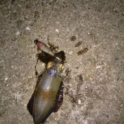 ケンサキイカとアオリイカ