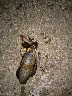 ケンサキイカとアオリイカ