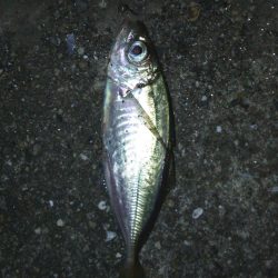 スーパームーンでアジング