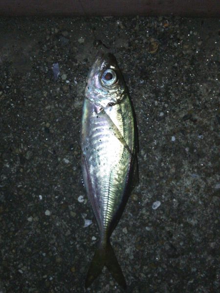 リベンジ豆アジング