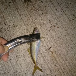 スーパームーンでアジング