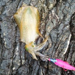 今シーズン初エギング