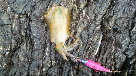 今シーズン初エギング