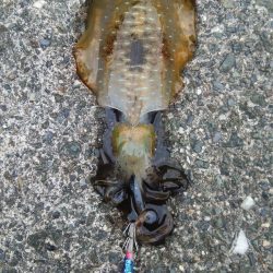 １日エギング釣行