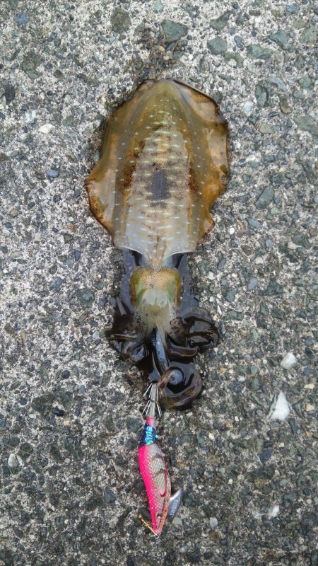 １日エギング釣行