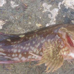 デカガッシーを求めて