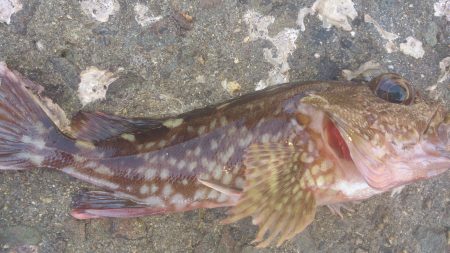 デカガッシーを求めて