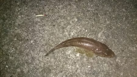 ライトジグでコチ