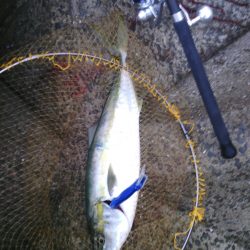 大波止でメジロ