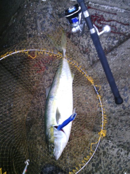 大波止でメジロ