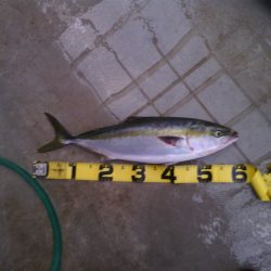 大波止でハマチ