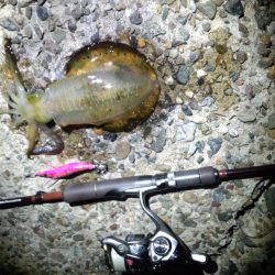 エギングを満喫