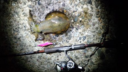 アオリ新子のち、ごっついキス?!