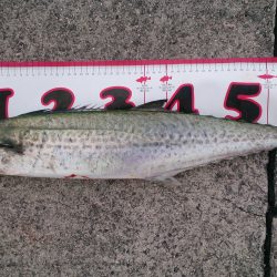 ひさしぶりの大物