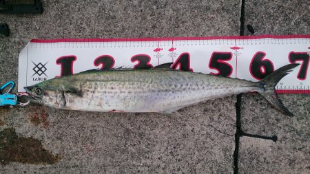 ひさしぶりの大物