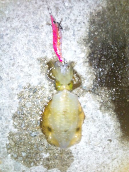 スーパームーンの大潮 ホントに剣先は終わり…