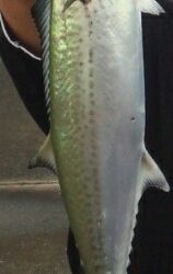 エギング＆ショアジギング