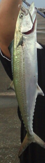 エギング＆ショアジギング