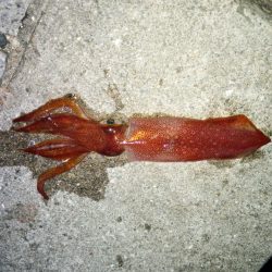 爆風・激潮エギング！！