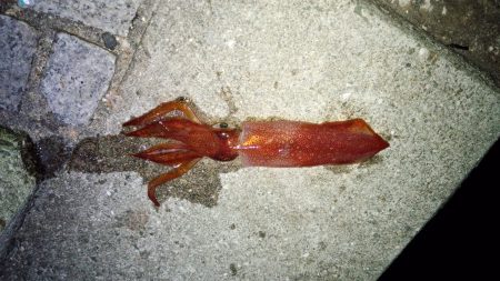 爆風・激潮エギング！！