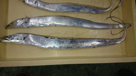 タチウオからの、想定外