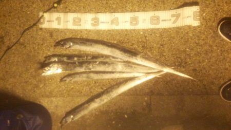 舞洲タチウオ！