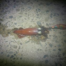 またまたケンサキイカ