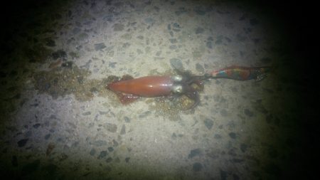 またまたケンサキイカ