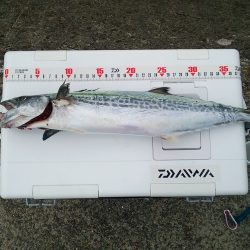 初めて釣れました