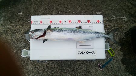 初めて釣れました