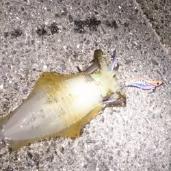 久しぶりのアオリイカ