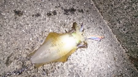 久しぶりのアオリイカ