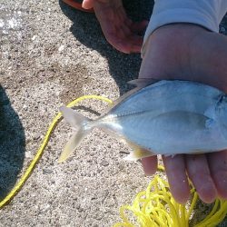 メッキは？どこ？