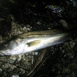 久々のシーバス