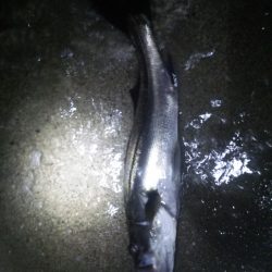 小ぶりながらも一本