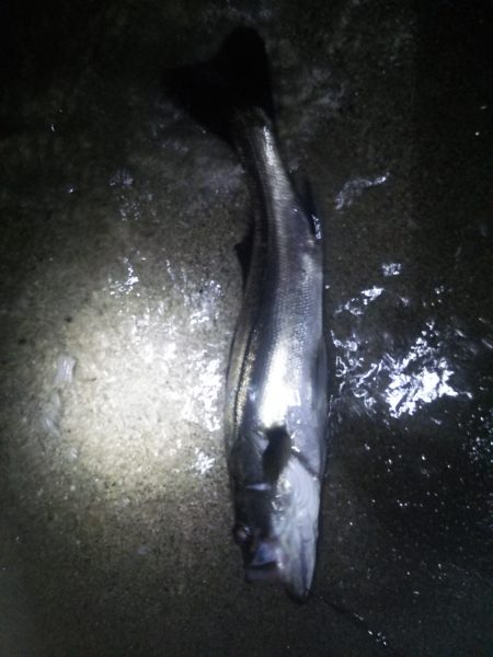 小ぶりながらも一本