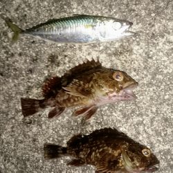 とりあえず ガシラ でしょ