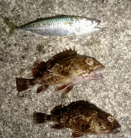 とりあえず ガシラ でしょ