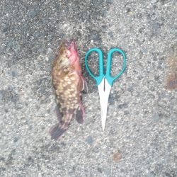 デイアジングもあり