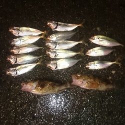 アジングしてきました